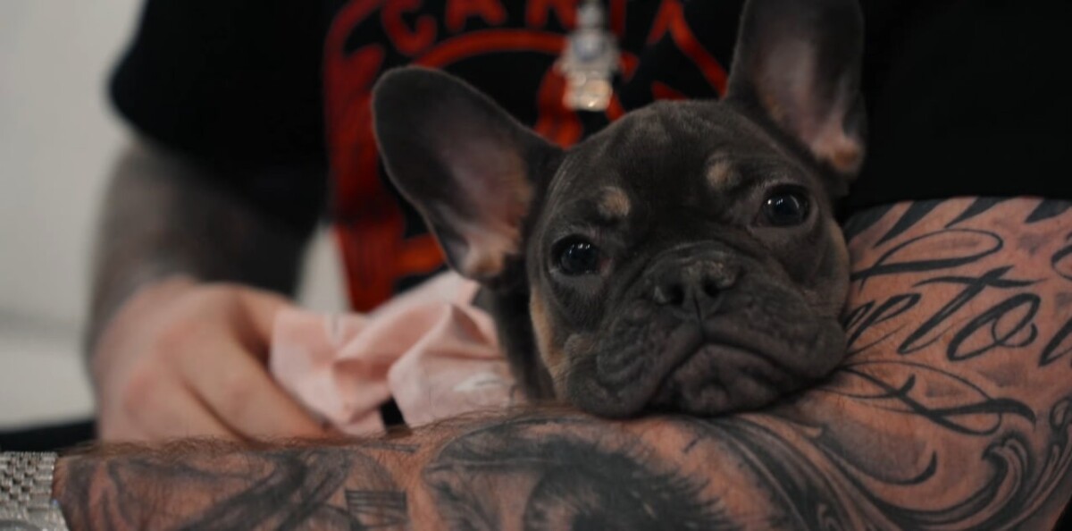 Мия, питомец Анара