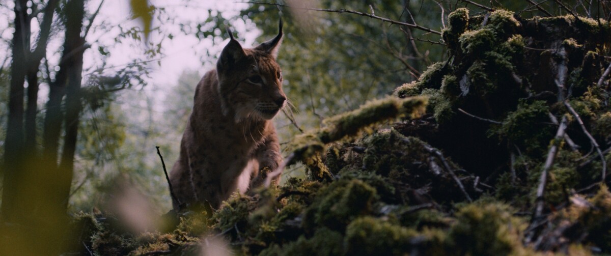 Кадр из фильма &laquo;Мой дед&raquo;