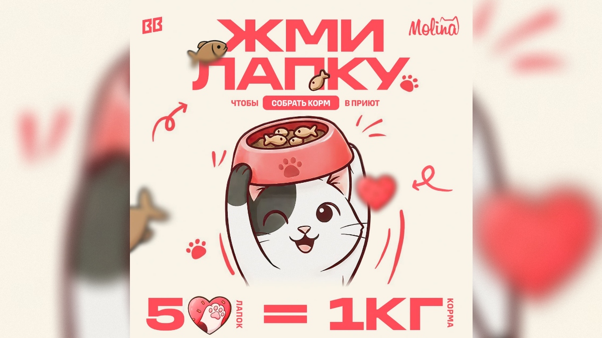 благотворительная акция в честь Дня кошек