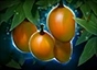 Mango Tree